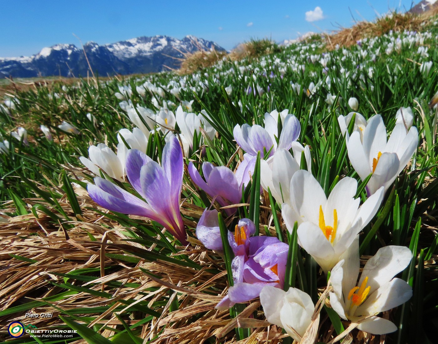 17 Crocus vernus, vediamoli da vicino!.JPG